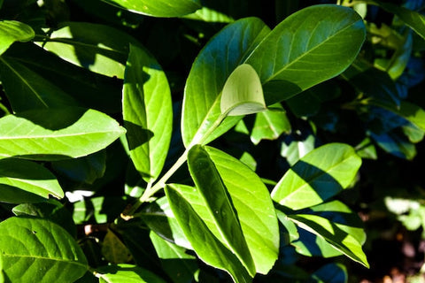 Glänzende Lorbeerhecke mit dichten, grünen Blättern im Sonnenlicht im Garten
