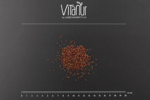 Bio Brokkoli gekeimt Samen auf schwarzer Unterlage mit Zentimetermaß, VitaNUR Logo