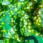 Chlorella