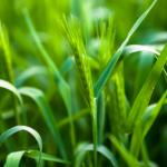 Gerstengras