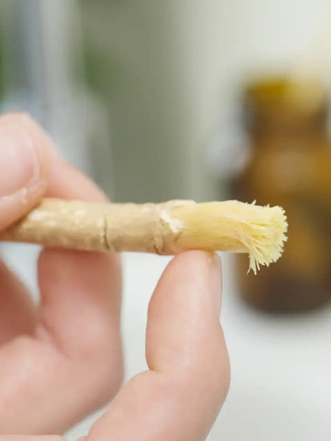 Hand hält natürliche Miswak Zahnbürste mit Borsten, Nahaufnahme, nachhaltige Mundpflege