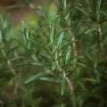 Nahaufnahme frischer Rosmarin im Garten, grüne Rosmarinzweige, Kräuterpflanze