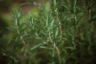 Nahaufnahme frischer Rosmarin im Garten, grüne Rosmarinzweige, Kräuterpflanze