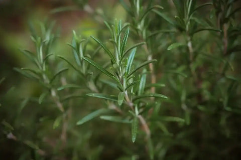 Nahaufnahme frischer Rosmarin im Garten, grüne Rosmarinzweige, Kräuterpflanze