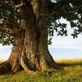 Eisen-Mangan-Kupfer Kapseln - VITALOVE - Naturprodukte