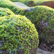 Spirulina