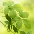 Jiaogulan Pulver - 250g (Vita) - VITALOVE - Naturprodukte