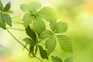 Jiaogulan Pulver - 250g (Vita) - VITALOVE - Naturprodukte