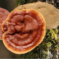 Bio-Ling Zhi / Reishi - Kapseln - VITALOVE - Naturprodukte
