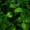 Nahaufnahme von grünen Brennnesselblättern im Wald, frische Wildkräuter, Naturpflanzen