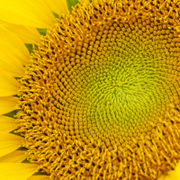 Vitamin E (D-Alpha-Tocopherol)