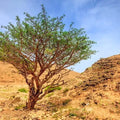 Weihrauch-Myrrhe Pulver (Vita) - VITALOVE - Naturprodukte